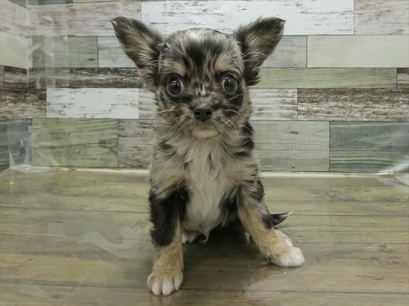 愛知県のチワワ(ロング) (ワンラブペッツビレッジ アピタ刈谷店(FC)/2025年11月1日生まれ/男の子/ブルーマール)の子犬の3枚目の画像