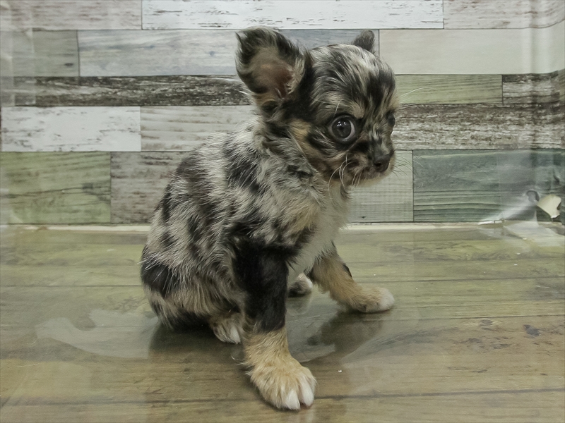 愛知県のチワワ(ロング) (ワンラブペッツビレッジ アピタ刈谷店(FC)/2025年11月1日生まれ/男の子/ブルーマール)の子犬の2枚目の画像