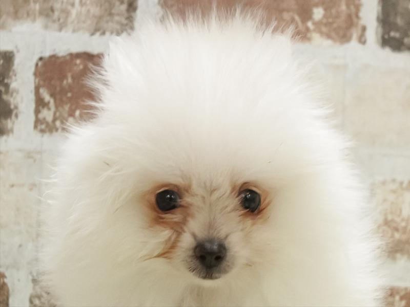 愛知県のポメラニアン (ワンラブ名古屋守山インター総本店/2025年10月31日生まれ/男の子/クリーム)の子犬の1枚目の画像