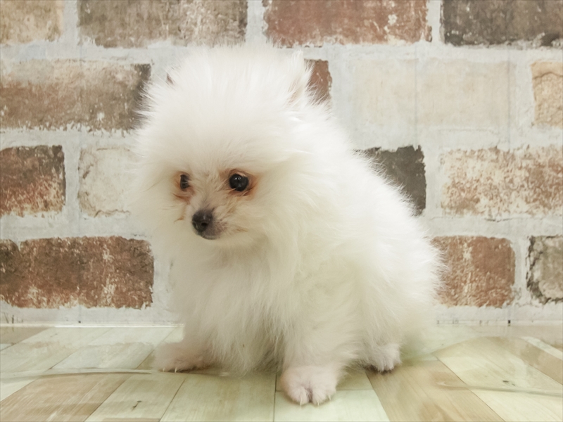 愛知県のポメラニアン (ワンラブ名古屋守山インター総本店/2025年10月31日生まれ/男の子/クリーム)の子犬の2枚目の画像