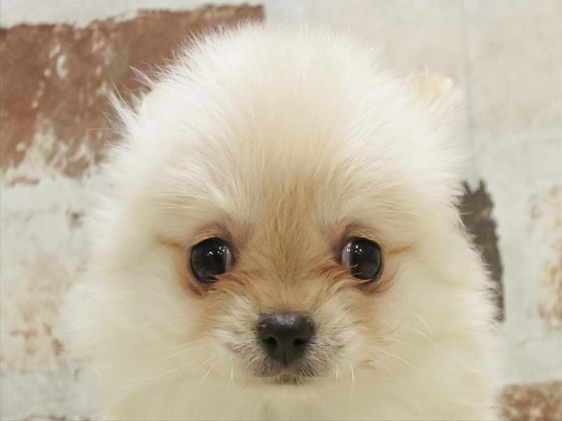 愛知県のポメチワ/チワポメ/ポメチー(ポメラニアン×チワワ) (ワンラブ名古屋守山インター総本店/2025年10月31日生まれ/女の子/オレンジ)の子犬の1枚目の画像