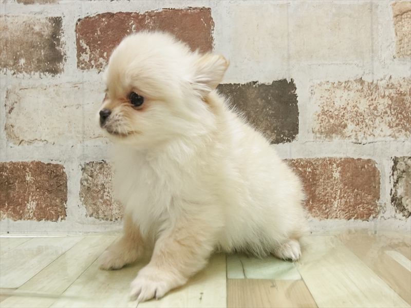 愛知県のポメチワ/チワポメ/ポメチー(ポメラニアン×チワワ) (ワンラブ名古屋守山インター総本店/2025年10月31日生まれ/女の子/オレンジ)の子犬の2枚目の画像