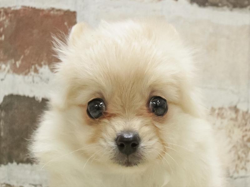 愛知県のポメチワ/チワポメ/ポメチー(ポメラニアン×チワワ) (ワンラブ名古屋守山インター総本店/2025年10月31日生まれ/女の子/オレンジ)の子犬の1枚目の画像