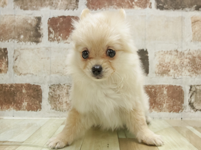 愛知県のポメチワ/チワポメ/ポメチー(ポメラニアン×チワワ) (ワンラブ名古屋守山インター総本店/2025年10月31日生まれ/女の子/オレンジ)の子犬の3枚目の画像