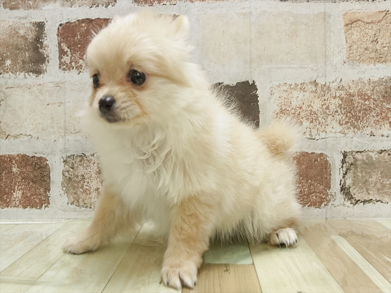 愛知県のポメチワ/チワポメ/ポメチー(ポメラニアン×チワワ) (ワンラブ名古屋守山インター総本店/2025年10月31日生まれ/女の子/オレンジ)の子犬の2枚目の画像