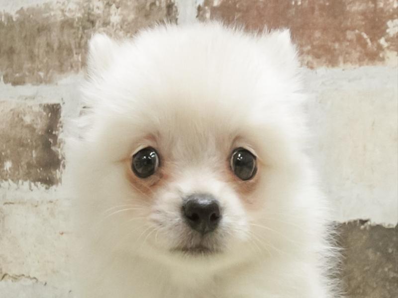 愛知県のポメチワ/チワポメ/ポメチー(ポメラニアン×チワワ) (ワンラブ名古屋守山インター総本店/2025年10月31日生まれ/女の子/クリーム)の子犬の1枚目の画像