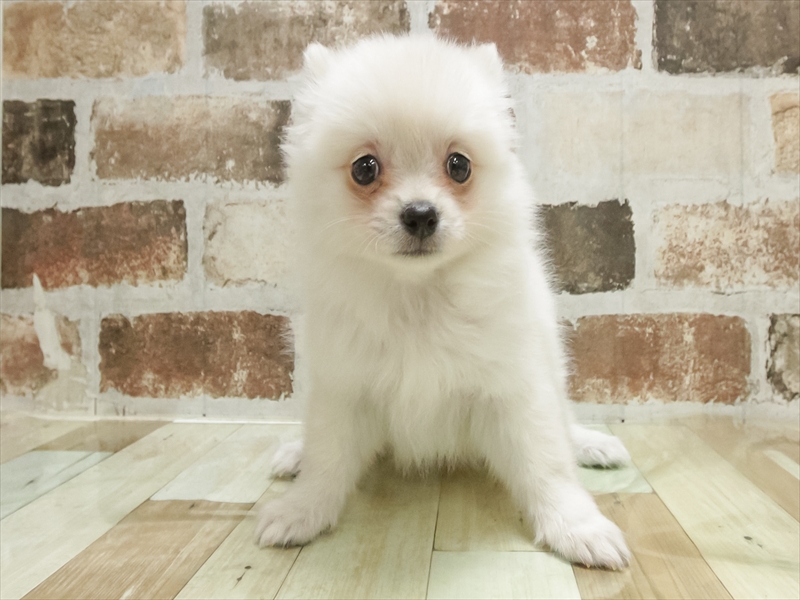 愛知県のポメチワ/チワポメ/ポメチー(ポメラニアン×チワワ) (ワンラブ名古屋守山インター総本店/2025年10月31日生まれ/女の子/クリーム)の子犬の3枚目の画像