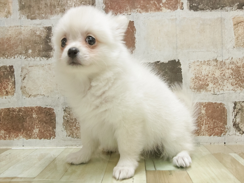 愛知県のポメチワ/チワポメ/ポメチー(ポメラニアン×チワワ) (ワンラブ名古屋守山インター総本店/2025年10月31日生まれ/女の子/クリーム)の子犬の2枚目の画像