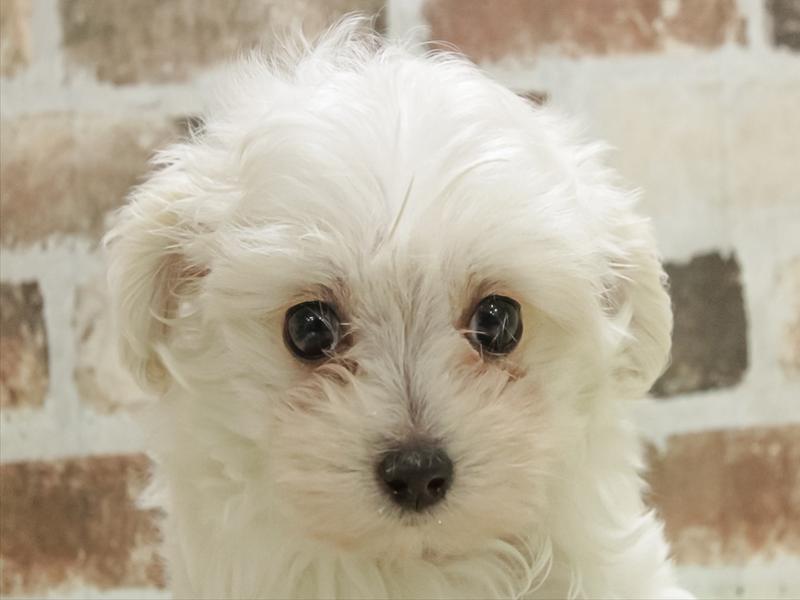 愛知県のマルプー(マルチーズ×プードル) (ワンラブ名古屋守山インター総本店/2025年11月1日生まれ/女の子/クリーム)の子犬の1枚目の画像