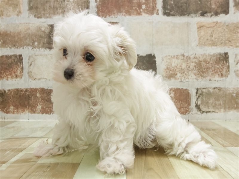 愛知県のマルプー(マルチーズ×プードル) (ワンラブ名古屋守山インター総本店/2025年11月1日生まれ/女の子/クリーム)の子犬の2枚目の画像