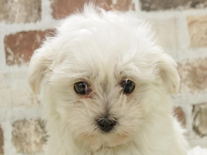 愛知県のマルプー(マルチーズ×プードル) (ワンラブ名古屋守山インター総本店/2025年11月1日生まれ/男の子/クリーム)の子犬の1枚目の画像