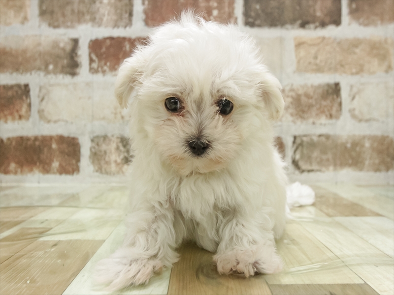 愛知県のマルプー(マルチーズ×プードル) (ワンラブ名古屋守山インター総本店/2025年11月1日生まれ/男の子/クリーム)の子犬の3枚目の画像