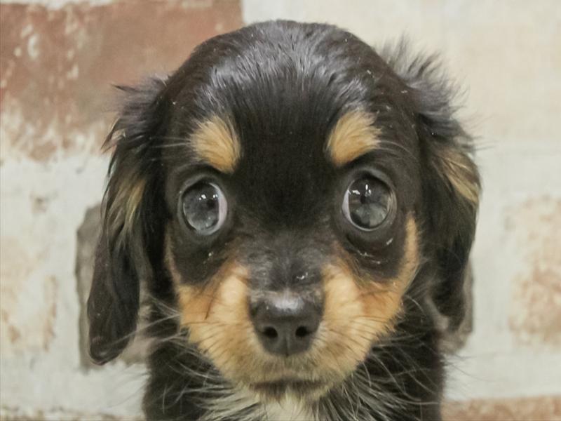 愛知県のチワックス(チワワ×ダックス) (ワンラブ名古屋守山インター総本店/2025年11月1日生まれ/女の子/ブラックタン)の子犬の1枚目の画像