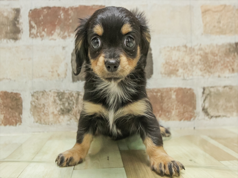 愛知県のチワックス(チワワ×ダックス) (ワンラブ名古屋守山インター総本店/2025年11月1日生まれ/女の子/ブラックタン)の子犬の3枚目の画像