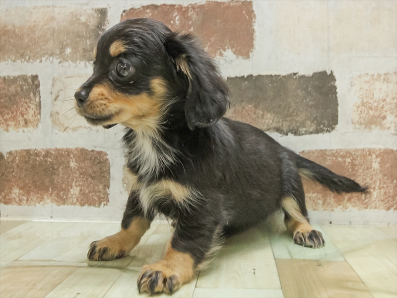 愛知県のチワックス(チワワ×ダックス) (ワンラブ名古屋守山インター総本店/2025年11月1日生まれ/女の子/ブラックタン)の子犬の2枚目の画像