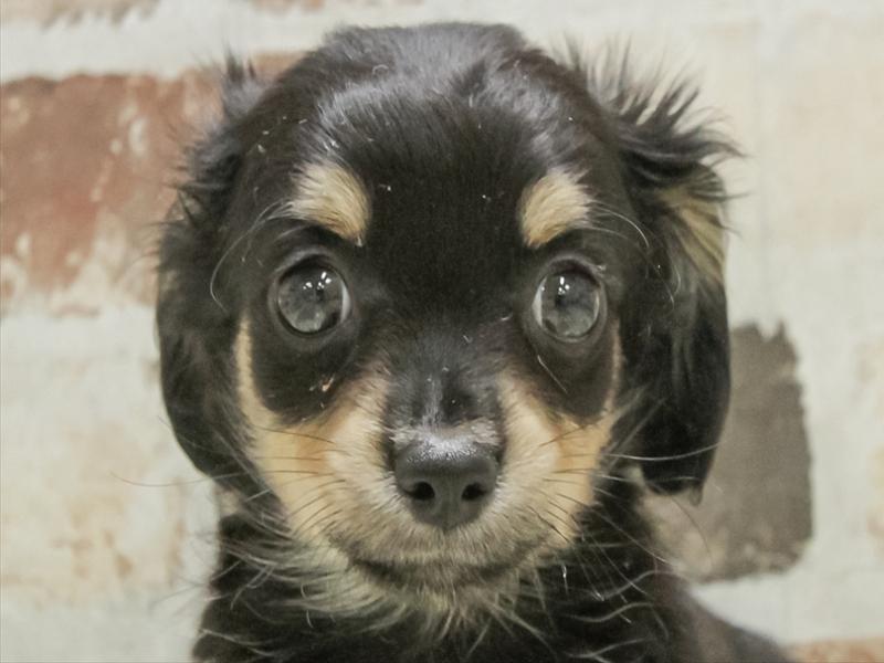 愛知県のチワックス(チワワ×ダックス) (ワンラブ名古屋守山インター総本店/2025年11月1日生まれ/男の子/ブラックタン)の子犬の1枚目の画像