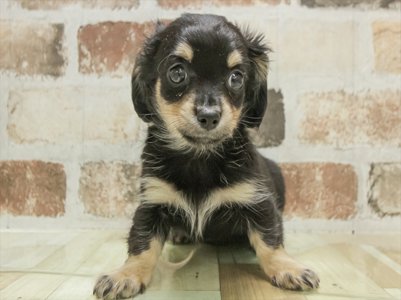 愛知県のチワックス(チワワ×ダックス) (ワンラブ名古屋守山インター総本店/2025年11月1日生まれ/男の子/ブラックタン)の子犬の3枚目の画像