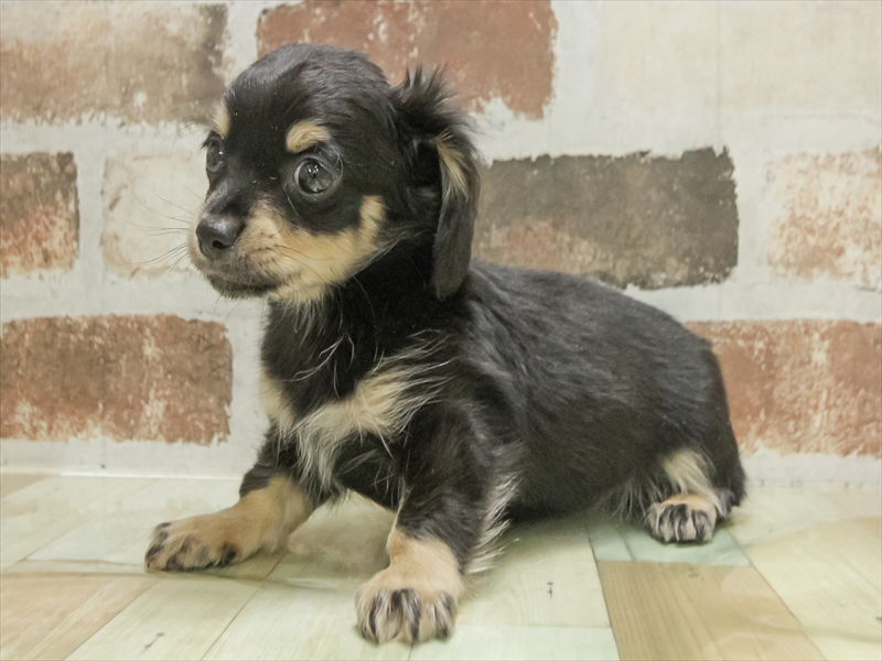 愛知県のチワックス(チワワ×ダックス) (ワンラブ名古屋守山インター総本店/2025年11月1日生まれ/男の子/ブラックタン)の子犬の2枚目の画像