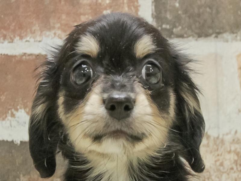 愛知県のチワックス(チワワ×ダックス) (ワンラブ名古屋守山インター総本店/2025年11月1日生まれ/男の子/ブラックタン)の子犬の1枚目の画像