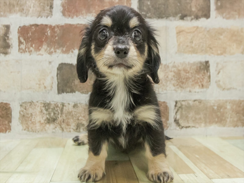 愛知県のチワックス(チワワ×ダックス) (ワンラブ名古屋守山インター総本店/2025年11月1日生まれ/男の子/ブラックタン)の子犬の3枚目の画像