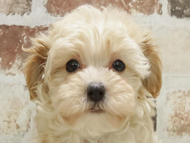 愛知県のマルプー(マルチーズ×プードル) (ワンラブ名古屋守山インター総本店/2025年11月1日生まれ/女の子/アプリコット)の子犬の1枚目の画像