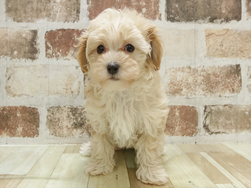 愛知県のマルプー(マルチーズ×プードル) (ワンラブ名古屋守山インター総本店/2025年11月1日生まれ/女の子/アプリコット)の子犬の3枚目の画像