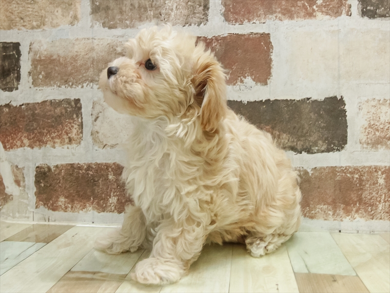 愛知県のマルプー(マルチーズ×プードル) (ワンラブ名古屋守山インター総本店/2025年11月1日生まれ/女の子/アプリコット)の子犬の2枚目の画像