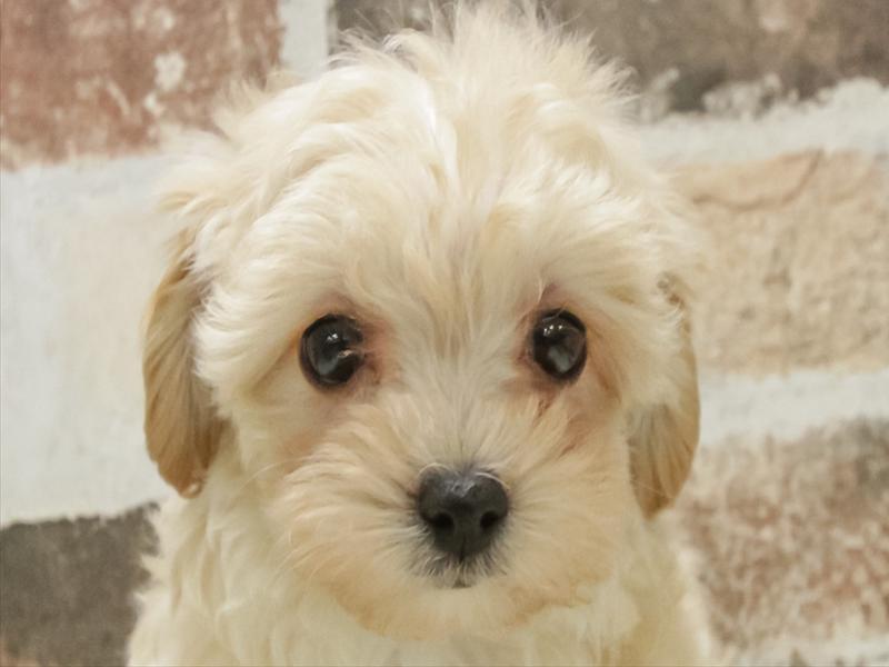愛知県のマルプー(マルチーズ×プードル) (ワンラブ名古屋守山インター総本店/2025年11月1日生まれ/女の子/アプリコット)の子犬の1枚目の画像