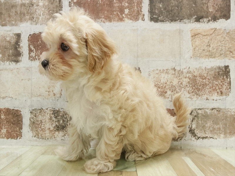 愛知県のマルプー(マルチーズ×プードル) (ワンラブ名古屋守山インター総本店/2025年11月1日生まれ/女の子/アプリコット)の子犬の2枚目の画像