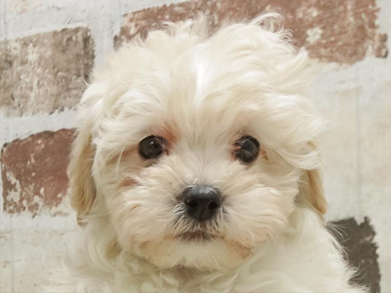 愛知県のマルプー(マルチーズ×プードル) (ワンラブ名古屋守山インター総本店/2025年11月1日生まれ/男の子/クリーム)の子犬の1枚目の画像