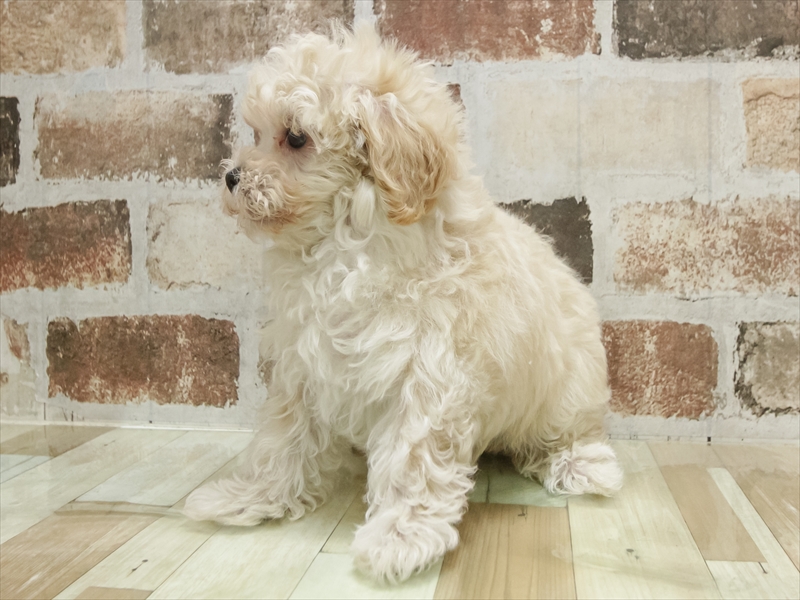 愛知県のマルプー(マルチーズ×プードル) (ワンラブ名古屋守山インター総本店/2025年11月1日生まれ/男の子/クリーム)の子犬の2枚目の画像