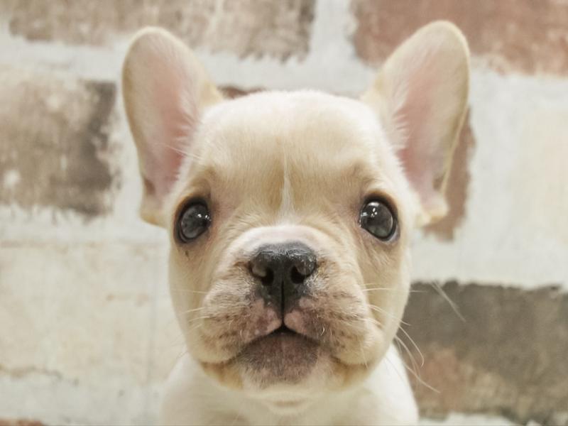 愛知県のフレンチブルドッグ (ワンラブ名古屋守山インター総本店/2025年11月2日生まれ/女の子/クリーム)の子犬の1枚目の画像
