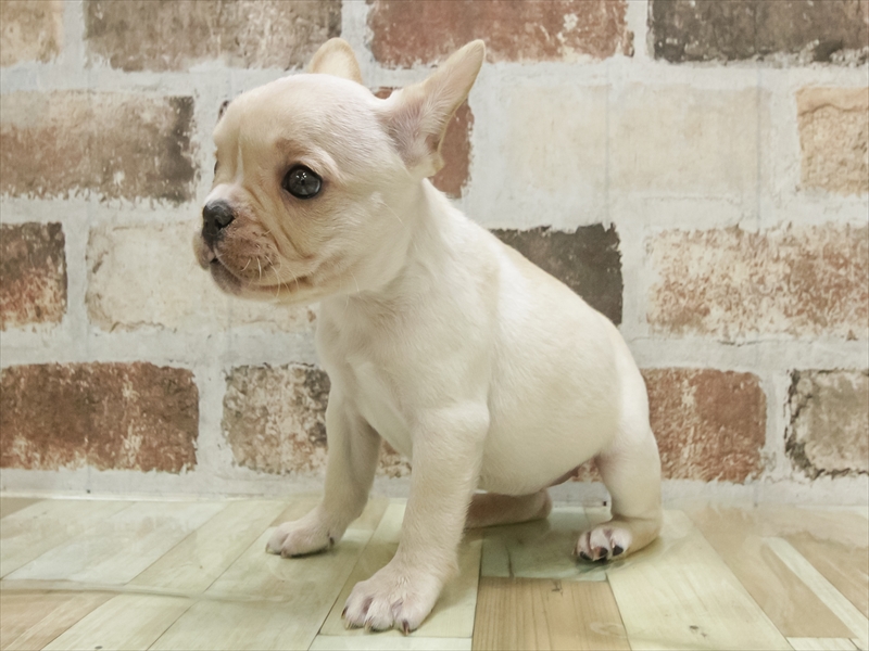 愛知県のフレンチブルドッグ (ワンラブ名古屋守山インター総本店/2025年11月2日生まれ/女の子/クリーム)の子犬の2枚目の画像