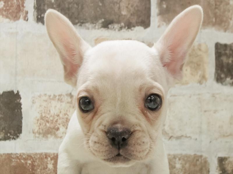 愛知県のフレンチブルドッグ (ワンラブ名古屋守山インター総本店/2025年11月2日生まれ/女の子/クリーム)の子犬の1枚目の画像