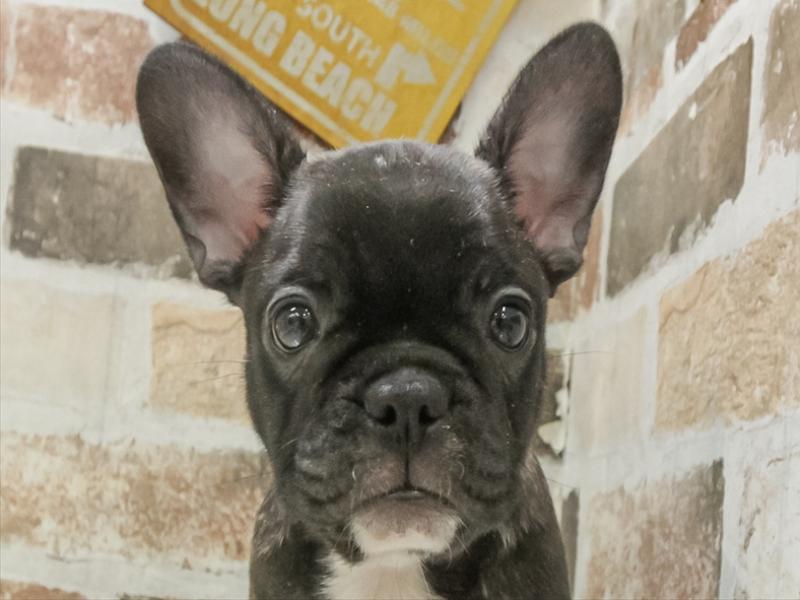 愛知県のフレンチブルドッグ (ワンラブ名古屋守山インター総本店/2025年11月2日生まれ/女の子/ブリンドル)の子犬の1枚目の画像