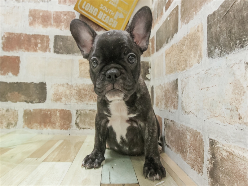 愛知県のフレンチブルドッグ (ワンラブ名古屋守山インター総本店/2025年11月2日生まれ/女の子/ブリンドル)の子犬の3枚目の画像