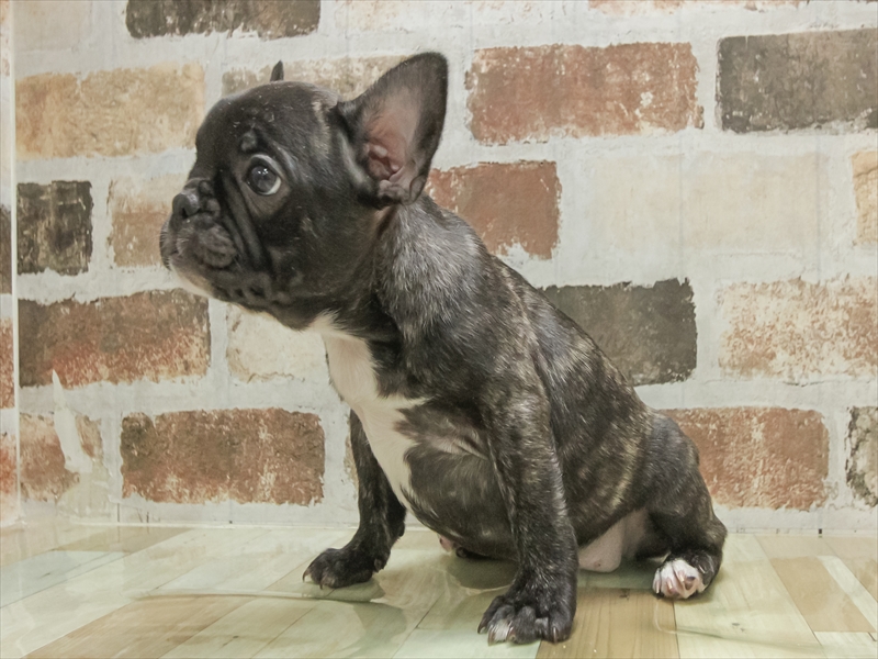 愛知県のフレンチブルドッグ (ワンラブ名古屋守山インター総本店/2025年11月2日生まれ/女の子/ブリンドル)の子犬の2枚目の画像