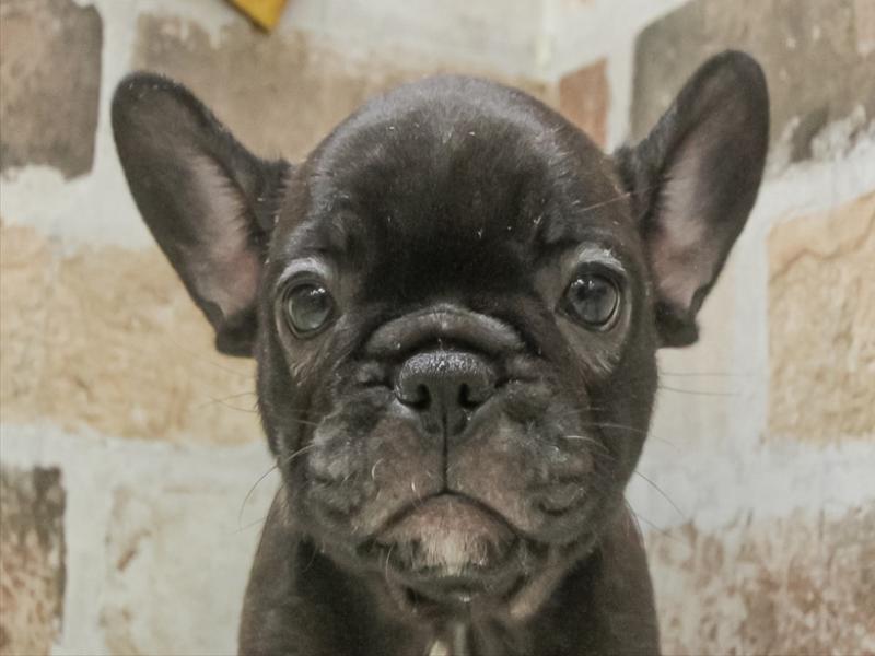 愛知県のフレンチブルドッグ (ワンラブ名古屋守山インター総本店/2025年11月2日生まれ/女の子/ブリンドル)の子犬の1枚目の画像