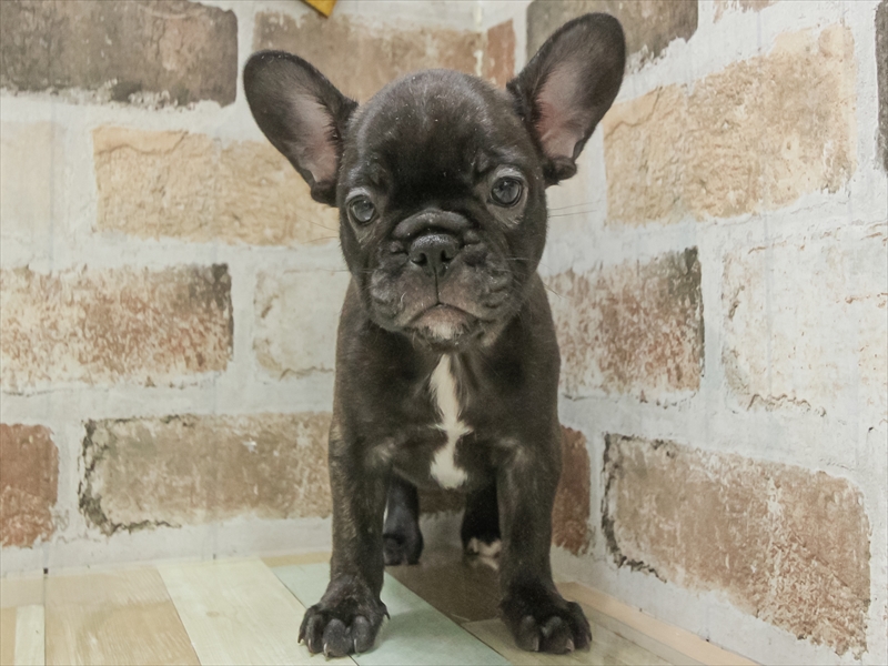 愛知県のフレンチブルドッグ (ワンラブ名古屋守山インター総本店/2025年11月2日生まれ/女の子/ブリンドル)の子犬の3枚目の画像
