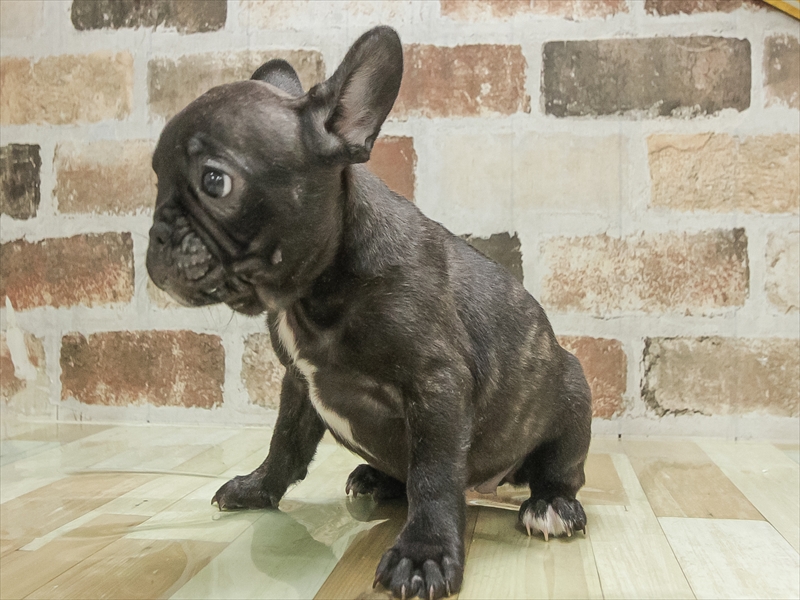 愛知県のフレンチブルドッグ (ワンラブ名古屋守山インター総本店/2025年11月2日生まれ/女の子/ブリンドル)の子犬の2枚目の画像