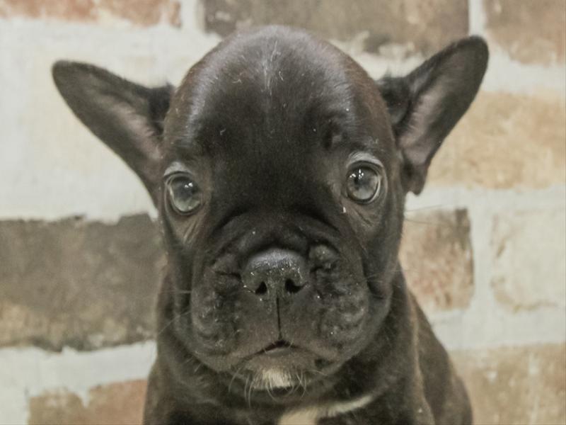 愛知県のフレンチブルドッグ (ワンラブ名古屋守山インター総本店/2025年11月2日生まれ/男の子/ブリンドル)の子犬の1枚目の画像