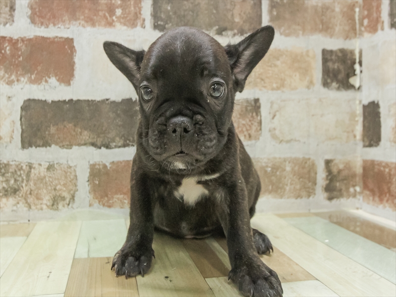 愛知県のフレンチブルドッグ (ワンラブ名古屋守山インター総本店/2025年11月2日生まれ/男の子/ブリンドル)の子犬の3枚目の画像