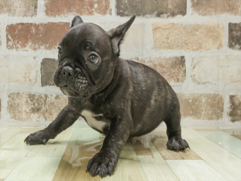 愛知県のフレンチブルドッグ (ワンラブ名古屋守山インター総本店/2025年11月2日生まれ/男の子/ブリンドル)の子犬の2枚目の画像