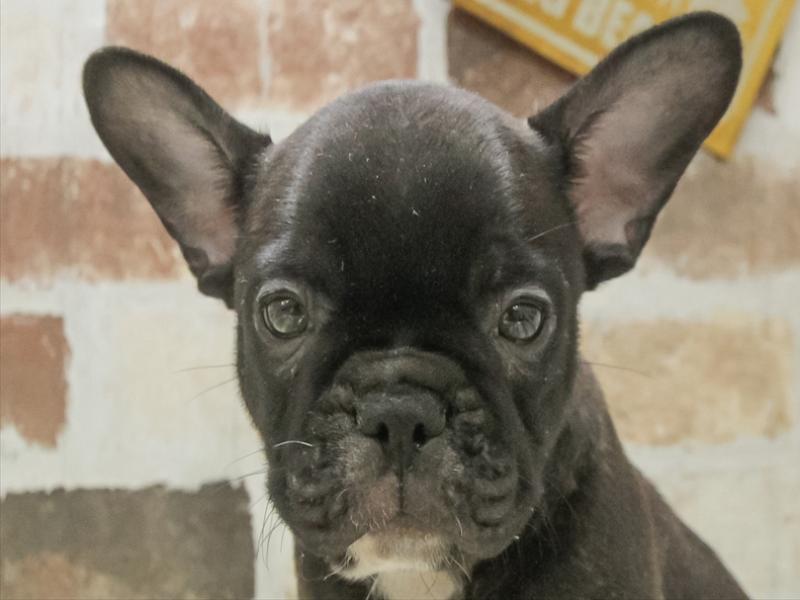 愛知県のフレンチブルドッグ (ワンラブ名古屋守山インター総本店/2025年11月2日生まれ/男の子/ブリンドル)の子犬の1枚目の画像