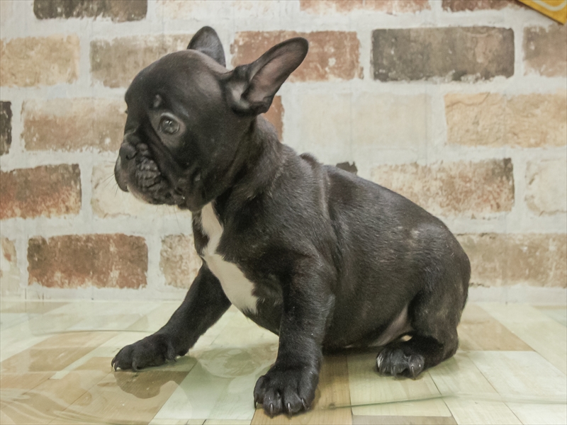 愛知県のフレンチブルドッグ (ワンラブ名古屋守山インター総本店/2025年11月2日生まれ/男の子/ブリンドル)の子犬の2枚目の画像