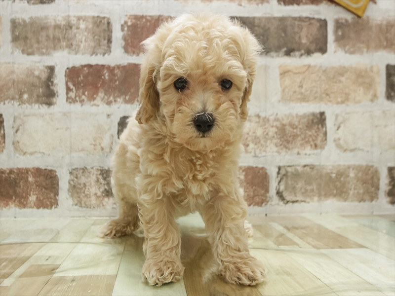 愛知県のビションプー(ビションフリーゼ×プードル) (ワンラブ名古屋守山インター総本店/2025年11月3日生まれ/女の子/アプリコット)の子犬の3枚目の画像