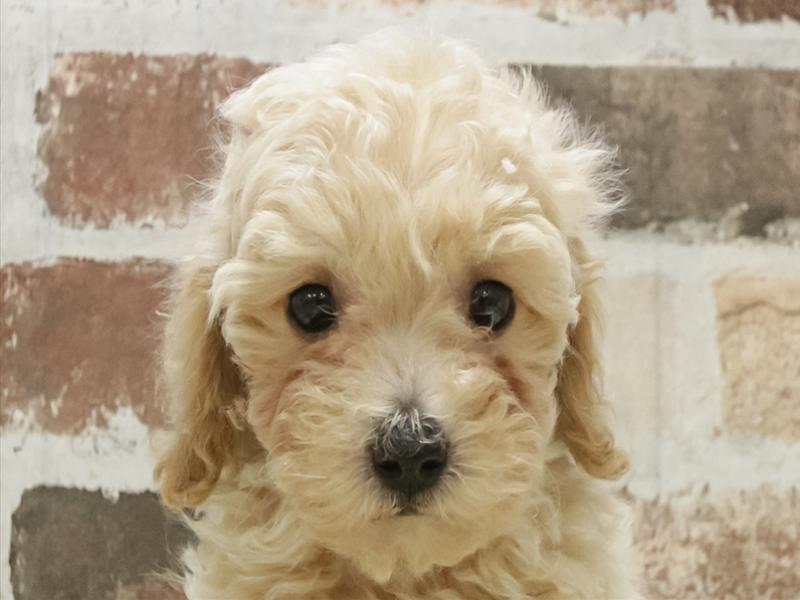 愛知県のビションプー(ビションフリーゼ×プードル) (ワンラブ名古屋守山インター総本店/2025年11月3日生まれ/女の子/アプリコット)の子犬の1枚目の画像