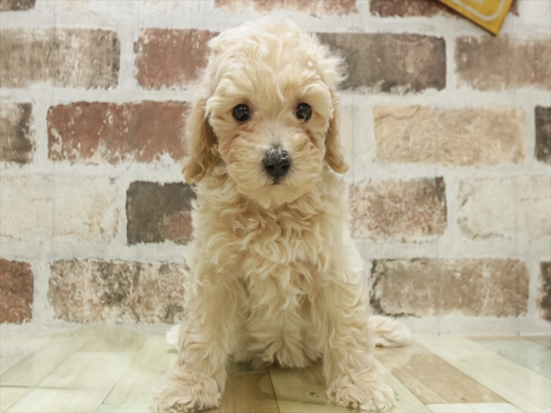 愛知県のビションプー(ビションフリーゼ×プードル) (ワンラブ名古屋守山インター総本店/2025年11月3日生まれ/女の子/アプリコット)の子犬の3枚目の画像