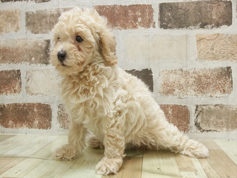 愛知県のビションプー(ビションフリーゼ×プードル) (ワンラブ名古屋守山インター総本店/2025年11月3日生まれ/女の子/アプリコット)の子犬の2枚目の画像