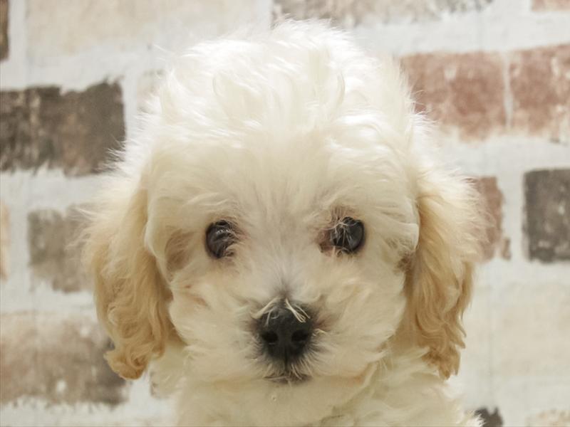 愛知県のビションプー(ビションフリーゼ×プードル) (ワンラブ名古屋守山インター総本店/2025年11月3日生まれ/男の子/クリーム)の子犬の1枚目の画像